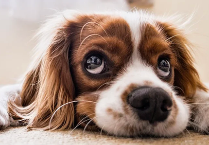 Scopri come contare l'età del cane